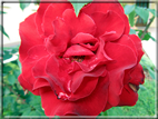 foto Rose
